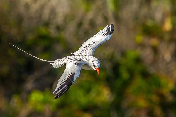 Caribbean-Little Tobago Island Red-billed tropicbird in flight